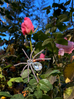 Spider Baby Rhinestone Spider Brooch - Crystal
