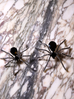 Black Widow Rhinestone Spider Brooch - Black